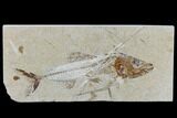 Cretaceous Fish (Spaniodon) With Pos/Neg - Lebanon #115746-2